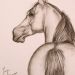 Arabian horse - Nell'opera possiamo notare lo sguardo fuggente di un meraviglioso cavallo arabo che ci guarda attentamente e sembra quasi che ci voglia parlare con i suoi occhi limpidi.
Questo ritratto è stato realizzato a carboncino.

